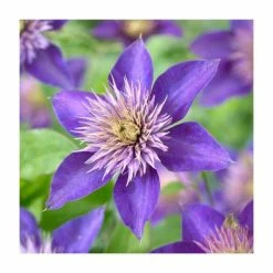 50-90cm Clematis 'Multi Blue' | 3L Pot