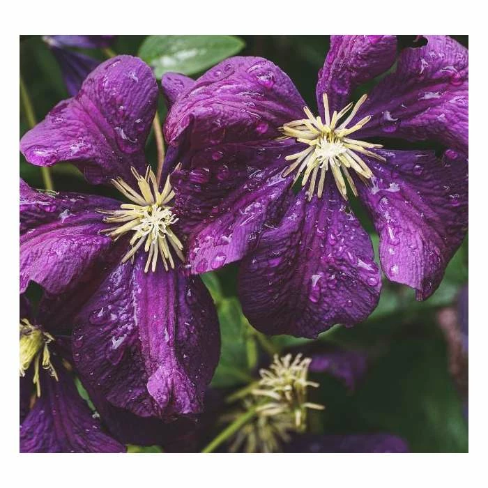 50-90cm Clematis Viticella 'Etoile Violette' | 3L Pot