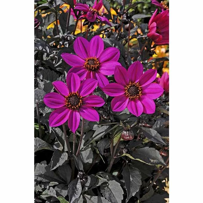 Dahlia Happy Days® 'Purple' | Bedding | 5 x Large Plugs