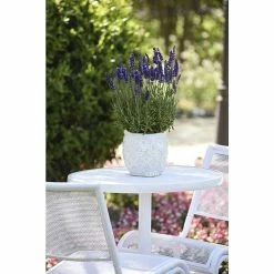 Lavandula angustifolia 'Blue Spear' | Perennial | 5 x Large Plugs