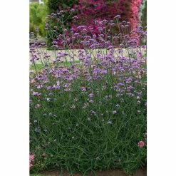 Verbena bonariensis 'Buenos Aires' | Perennial | 5 x Large Plugs