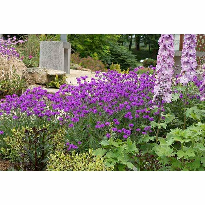 Verbena rigida 'Santos Purple' | Perennial | 5 x Large Plugs