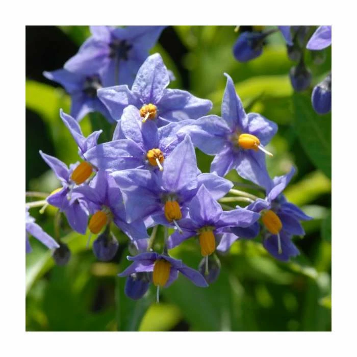50-90cm Chilean Potato Tree | Solanum Glasnevin | 2.5L Pot