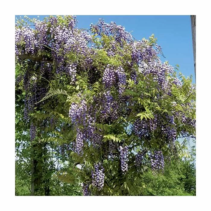 50-90cm Wisteria Floribunda 'Kokuryu' | 'Black Dragon' | 3L Pot - Image 2