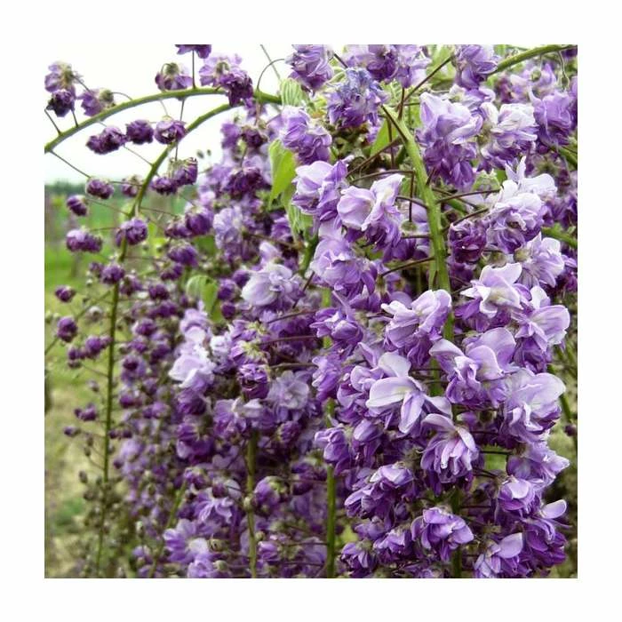 50-90cm Wisteria Floribunda 'Kokuryu' | 'Black Dragon' | 3L Pot - Image 3