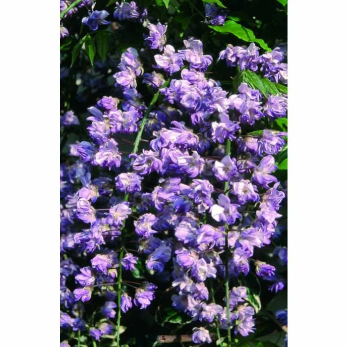 50-90cm Wisteria Floribunda 'Kokuryu' | 'Black Dragon' | 3L Pot - Image 4