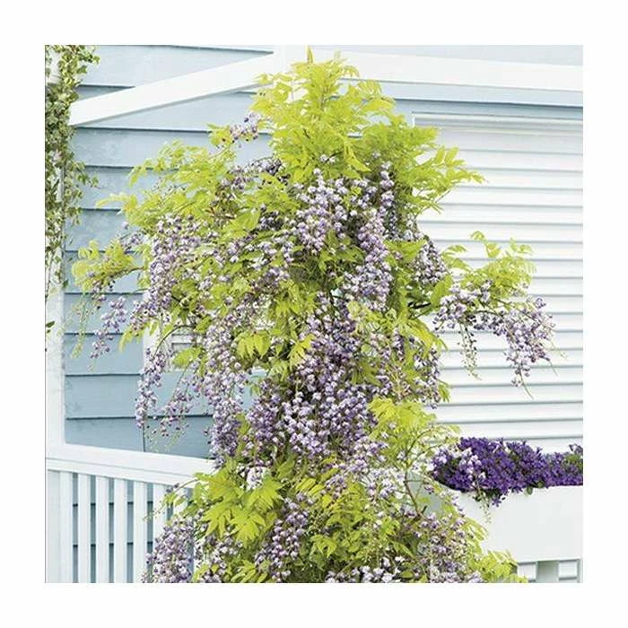 50-90cm Wisteria Floribunda 'Kokuryu' | 'Black Dragon' | 3L Pot