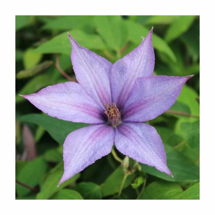 50-90cm Clematis 'Dorothy Walton' | 3L Pot