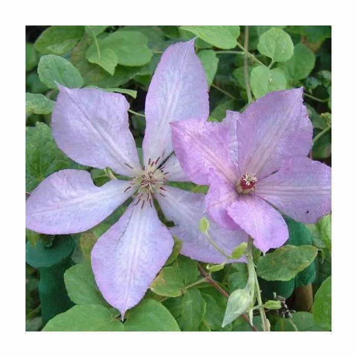 50-90cm Clematis 'Margaret Hunt' | 3L Pot