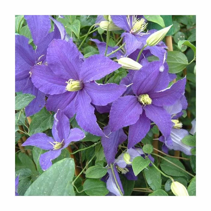 Clematis 'Rhapsody' | 3L Pot
