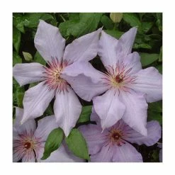 50-90cm Clematis 'The First Lady' | 3L Pot
