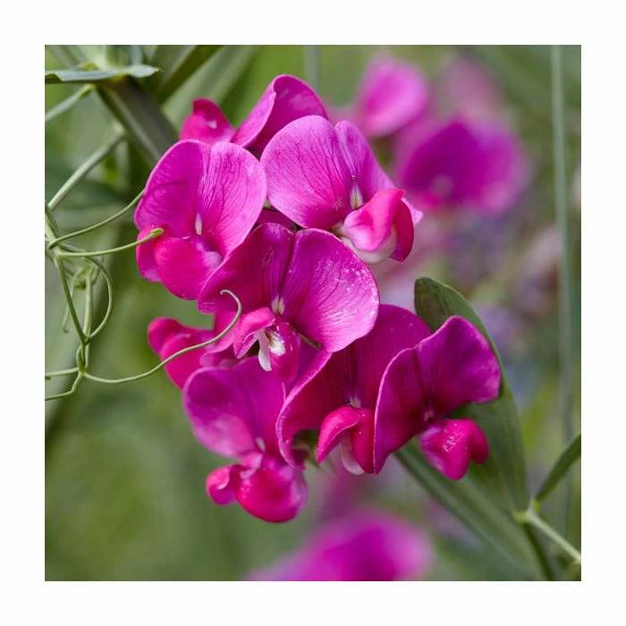 50-90cm Lathyrus latifolius 'Red' | Everlasting Sweet Pea | 3L Pot