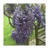 Wistera floribunda 'Russelliana' | 3L Pot