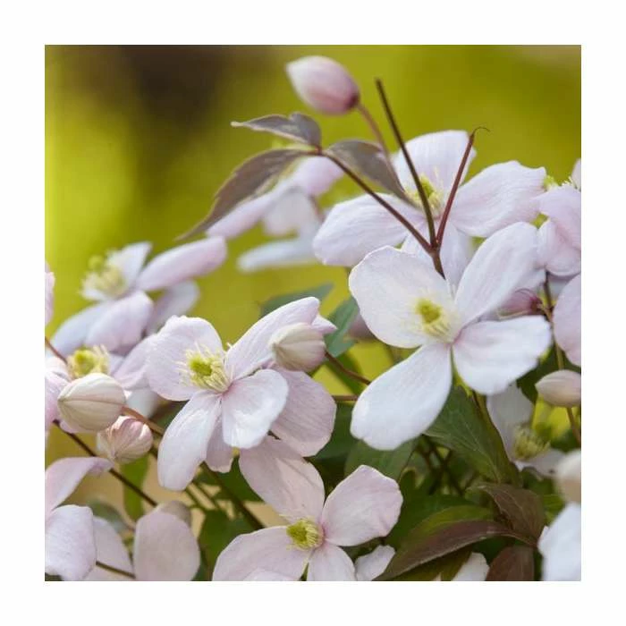 Full Season Clematis Collection | 3 x 3L Pots - Image 3