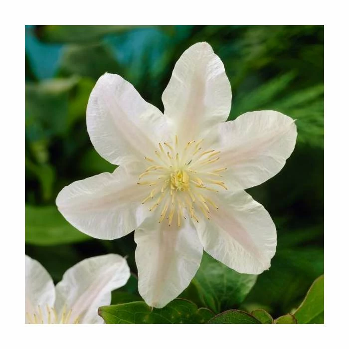 Full Season Clematis Collection | 3 x 3L Pots - Image 4