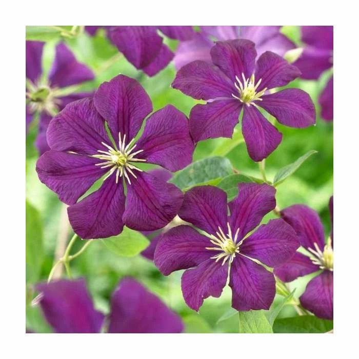 Full Season Clematis Collection | 3 x 3L Pots - Image 5