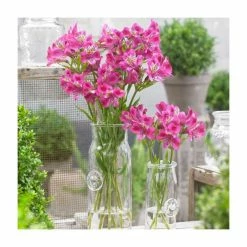 Peruvian Lily | Alstroemeria 'Majestic Montsoreau' | 3L Pot