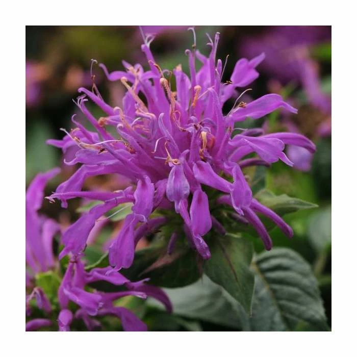 Monarda didyma 'Balmy Lilac' | 10.5cm Pot