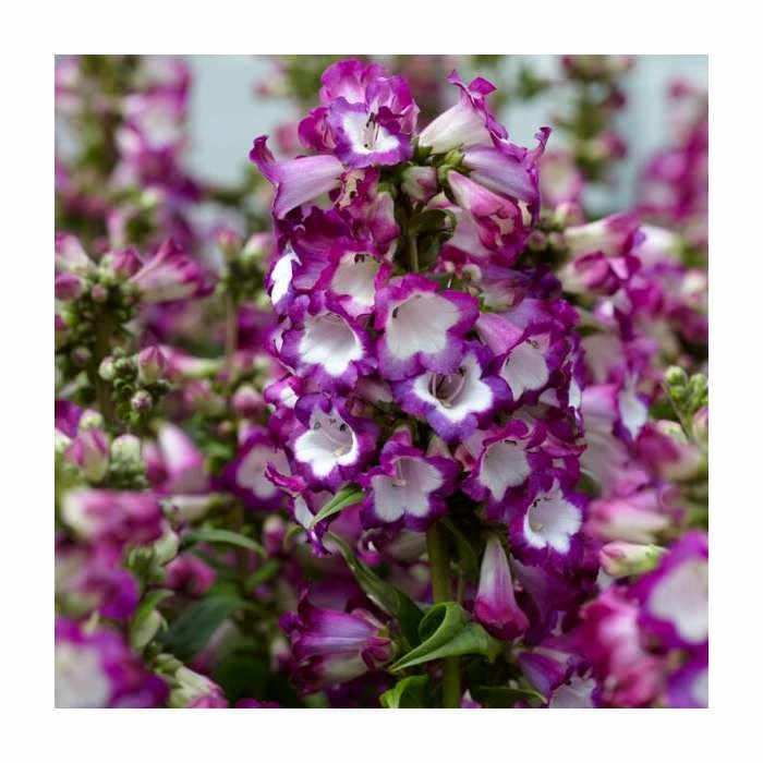 Penstemon 'Polaris Purple' | 2L Pot