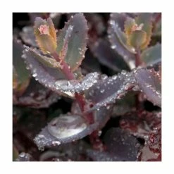Sedum 'Chocolate Cherry' | 10.5cm Pot