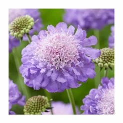 Scabiosa 'Mariposa Blue' | 10.5cm Pot