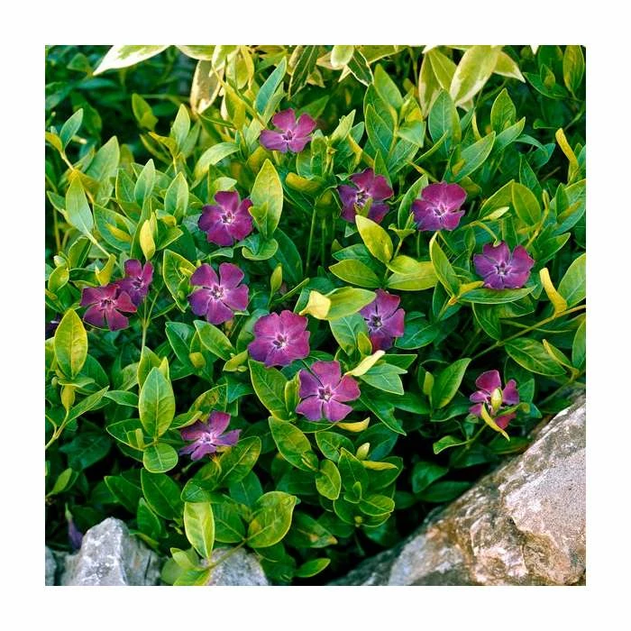 Vinca minor Atropurpurea | 2 Litre Pot