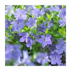 Vinca minor Bowles Variety | 2 Litre Pot