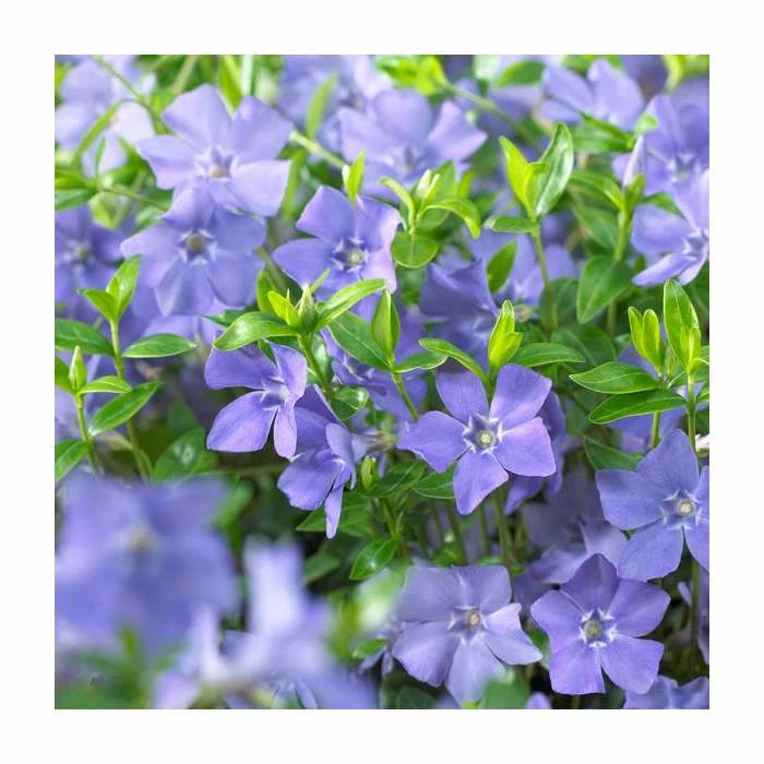 Vinca minor Bowles Variety | 2 Litre Pot