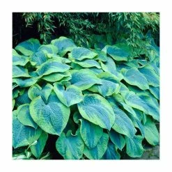 Hosta Flavocircinalis | 5 Litre Pot