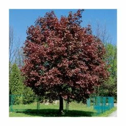 Acer platanoides 'Crimson King' | Norway Maple Tree