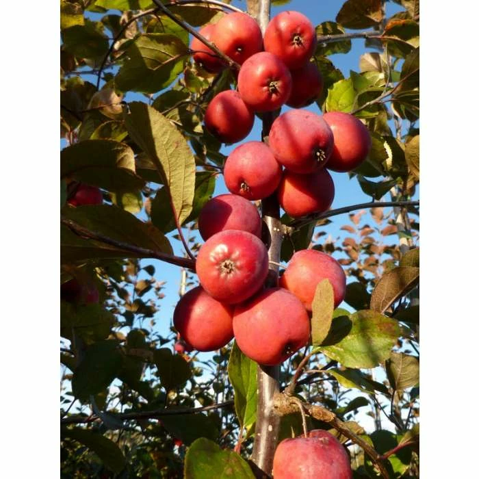 Malus x purpurea 'Neville Copeman' | Crabapple Tree - Image 4