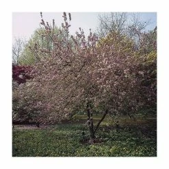 Malus x purpurea 'Neville Copeman' | Crabapple Tree