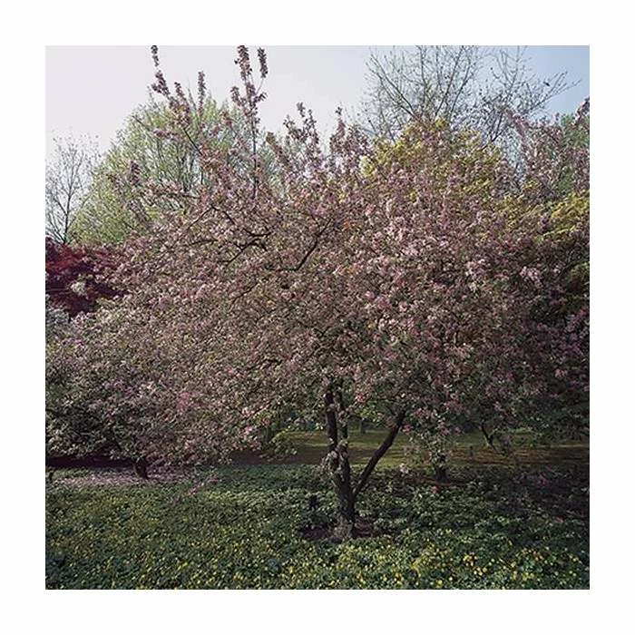 Malus x purpurea 'Neville Copeman' | Crabapple Tree