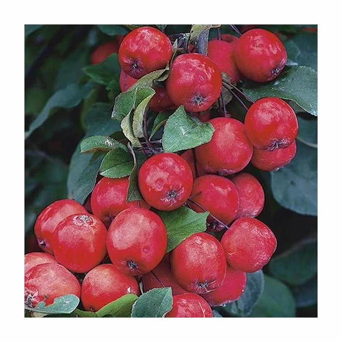 Malus x purpurea 'Neville Copeman' | Crabapple Tree - Image 2