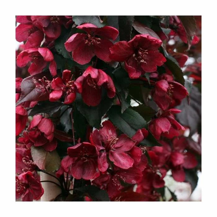Malus 'Royalty' | Crabapple Tree - Image 2