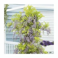 2-3ft Wisteria Floribunda 'Black Dragon' | 'Kokuryu' | 3L Pot