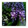 2-3ft Wisteria 'Lavender Lace' | 3L Pot