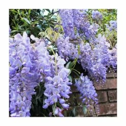 2-3ft Wisteria sinensis 'Blue Sapphire' | 3L Pot |