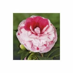 4ft Camellia 'Bonomiana' | 7L Pot | Camellia japonica