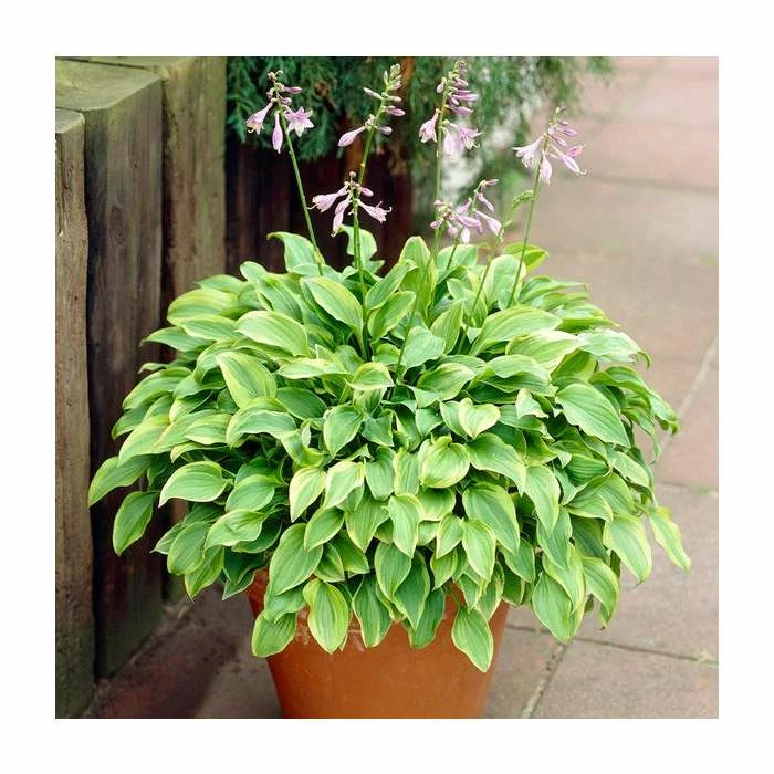 20-50cm Hosta 'Golden Tiara' | 1L Pot