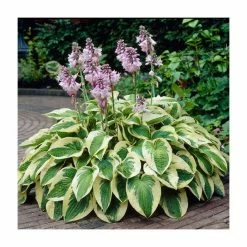 20-50cm Hosta 'Wide Brim' | 1L Pot