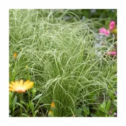 20-30cm Carex 'Frosted Curls' | 17cm Pot