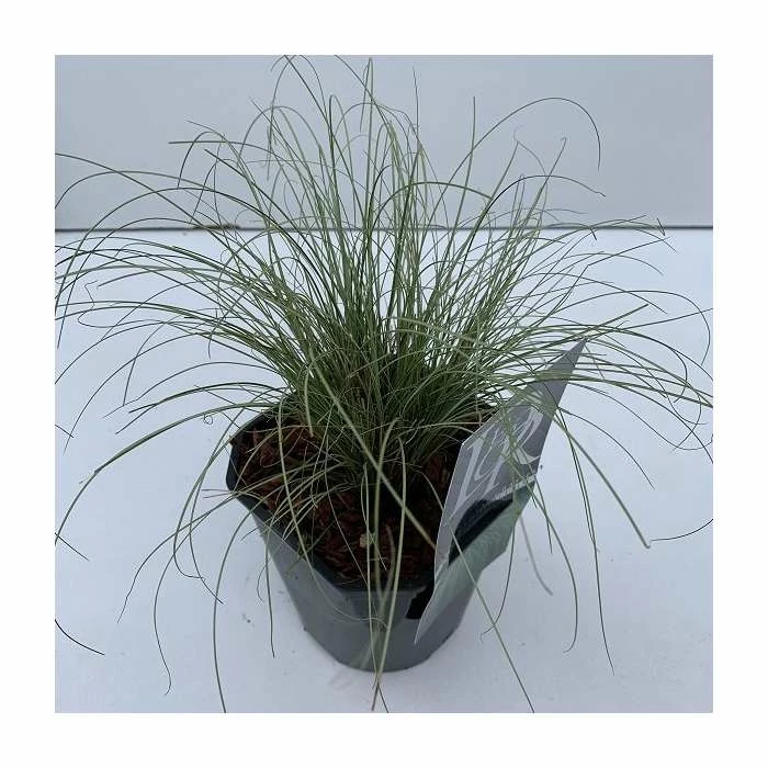 20-30cm Carex 'Frosted Curls' | 17cm Pot - Image 2