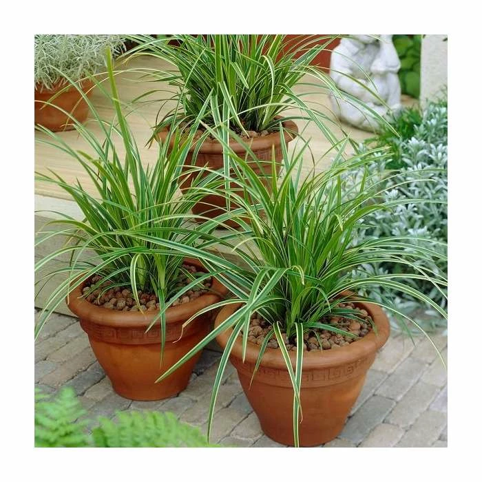 20-30cm Carex 'Ice Dance' | 17cm Pot - Image 3