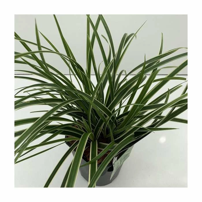20-30cm Carex 'Ice Dance' | 17cm Pot - Image 4
