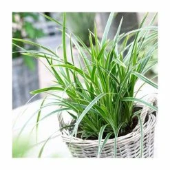 20-30cm Carex 'Ice Dance' | 17cm Pot