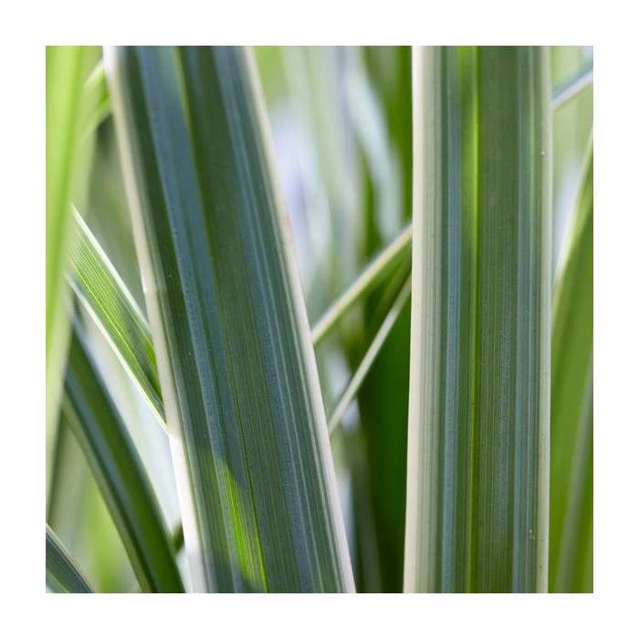 20-30cm Carex 'Ice Dance' | 17cm Pot - Image 2