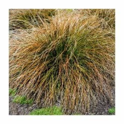 20-30cm Carex 'Prairy Fire' | 17cm Pot