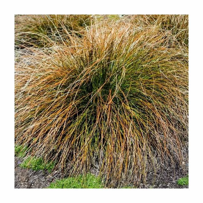 20-30cm Carex 'Prairy Fire' | 17cm Pot