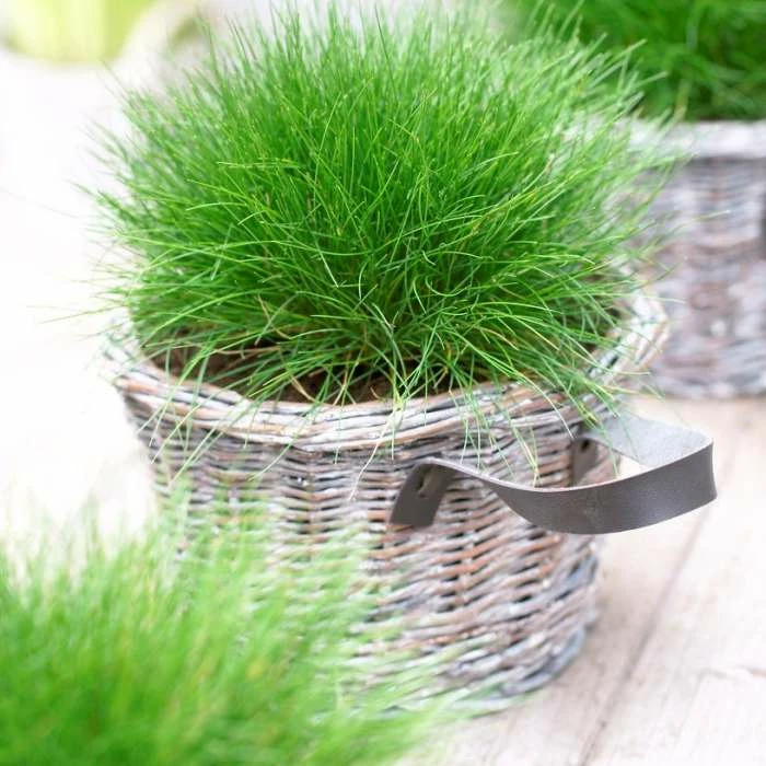 20cm Festuca 'Gautieri' | 1 Litre